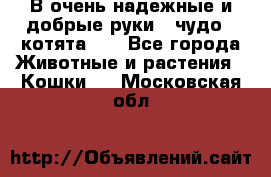 В очень надежные и добрые руки - чудо - котята!!! - Все города Животные и растения » Кошки   . Московская обл.